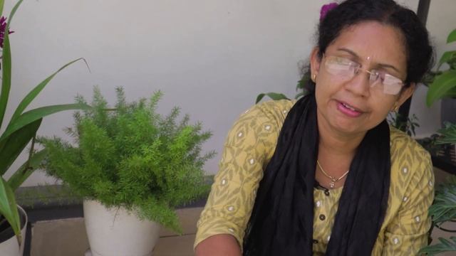 Philodendron Xanadu | Care, Repotting, and Tips! смотреть онлайн