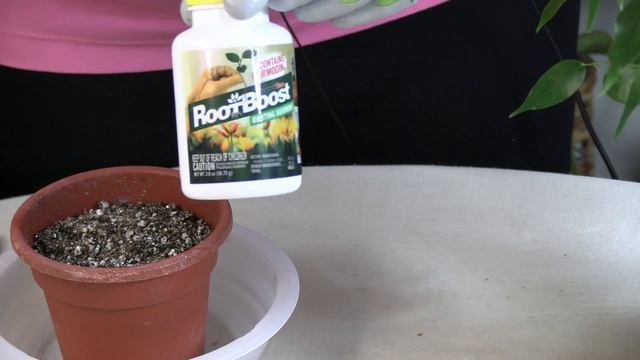 How to Root Hard-Stemmed Houseplants / Ficus benjamina propagation (Part 1) смотреть онлайн
