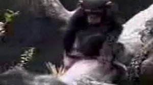 Обезьяна чешит зад))))) РЖАЧ)))