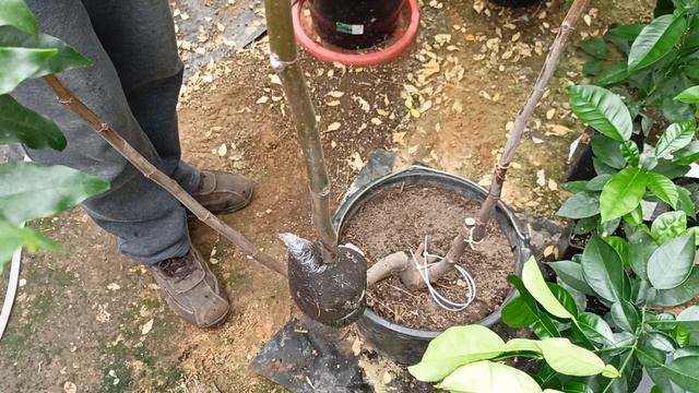 Воздушная отводка инжира. Прирост на зимних прививках. смотреть онлайн