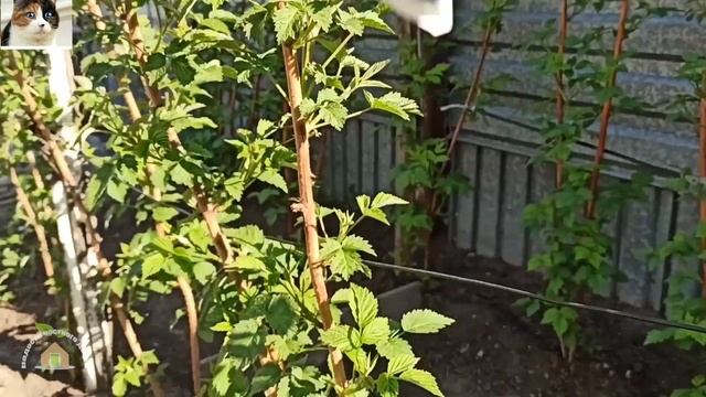 Первая подкормка малины ранней весной после зимы смотреть онлайн