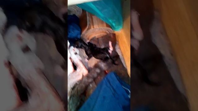 Выжить в России(кошкины роды ч.2) смотреть онлайн