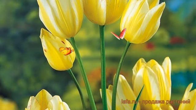 Тюльпан многоцветный Антуанетта (tulipa tyulpan) ? обзор: как сажать, луковицы тюльпаны Антуанетта смотреть онлайн