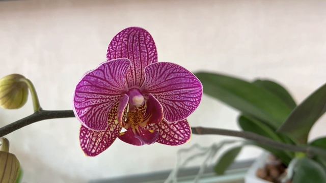 Не Подошла Открытая Система Орхидее ?😳 Не Проблема 😃👍 смотреть онлайн