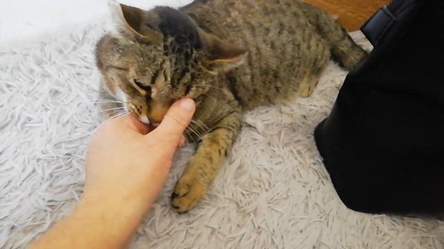 Хороший кот. смотреть онлайн