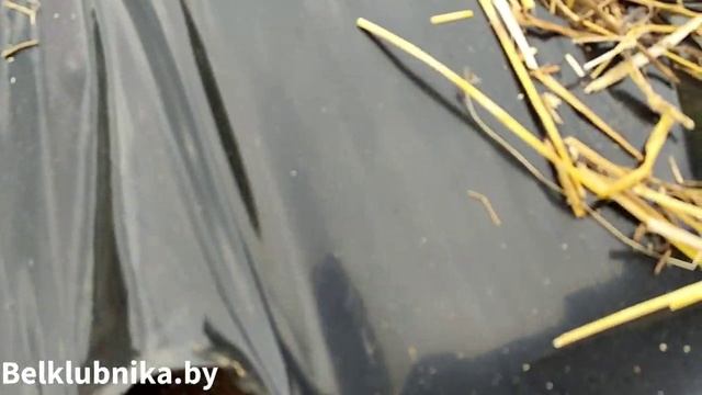 Мой способ пересадки клубники. Самый простой способ пересадки клубники. Belklubnika.by.mp4 смотреть онлайн