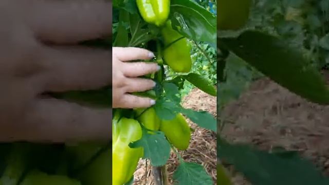 Перец слаткий Джипси и Рамиро в открытом грунте. август 2021 смотреть онлайн