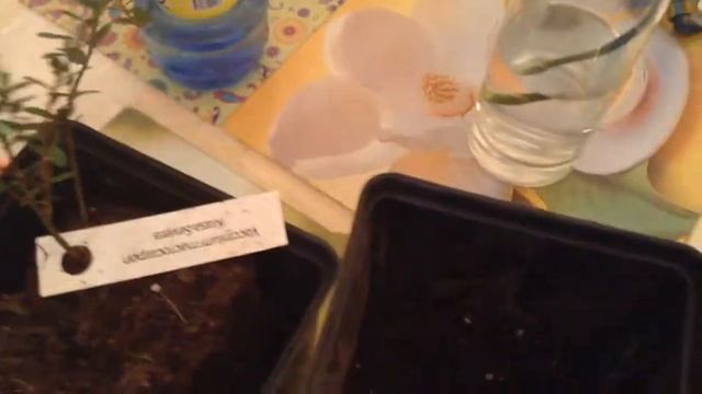 Саженец клюквы из коробочки уход и пересадка обязательна март 2017 смотреть онлайн