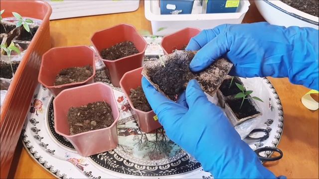 Пикировка рассады перца и томатов с янтарной кислотой смотреть онлайн