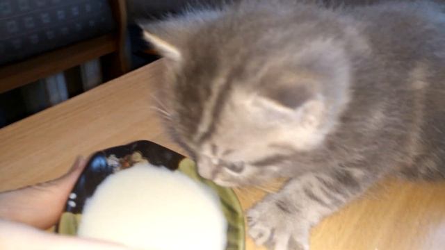 Как приучить котенка к корму, для котят надо есть корм смотреть онлайн