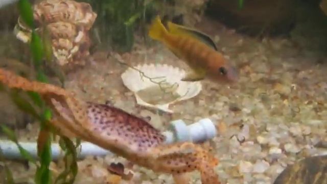 водные процедуры наших маленьких друзей смотреть онлайн