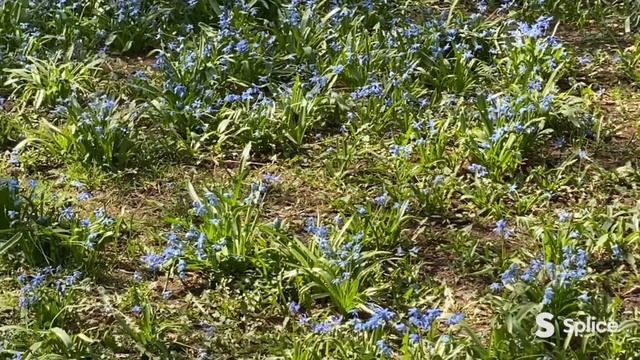 Лютик весенний и сцилла украсят дворы! смотреть онлайн