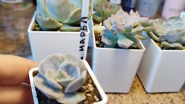 Пополнение коллекции ?Пухлые малыши)