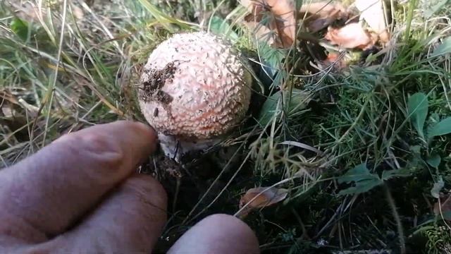 Mlada Muhara - Amonita muscaria i dva dana kasnije - Gljiva stare samanske Evrope смотреть онлайн