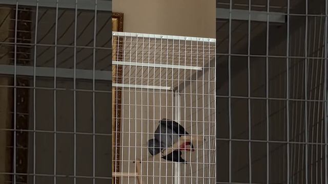 МОНЯ БОЛТАЕТ , ГОВОРЯЩИЙ ПОПУГАЙ ЖАКО смотреть онлайн