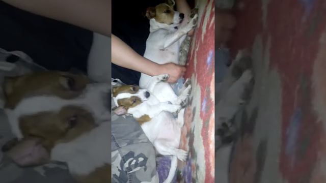 Щенки Джек Рассел терьер смотреть онлайн