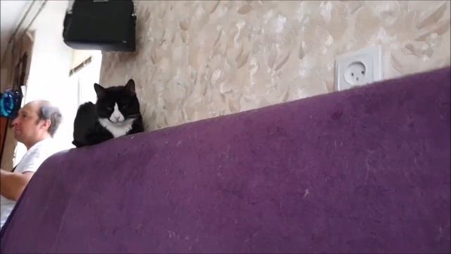 А потом возникла кошка – львица, но в миниатюре. смотреть онлайн