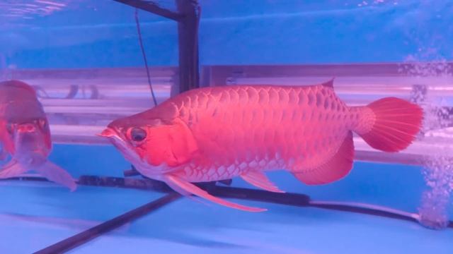 GAIB ! ARWANA SUPER RED ALBINO TERBESAR JUARA SE INDONESIA DI GALLERY TERSELEBUNG ! смотреть онлайн