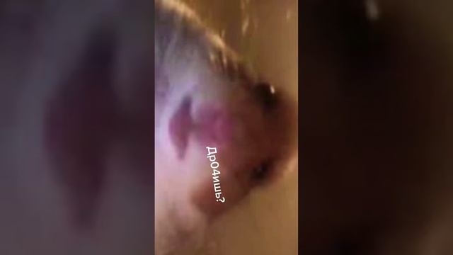 Руки на стол! #мемы смотреть онлайн