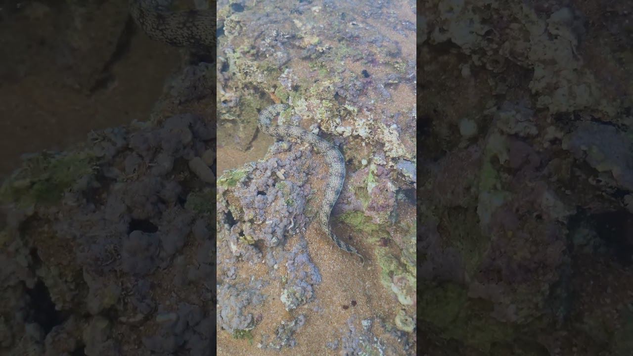 Мурены, Хиккадува смотреть онлайн