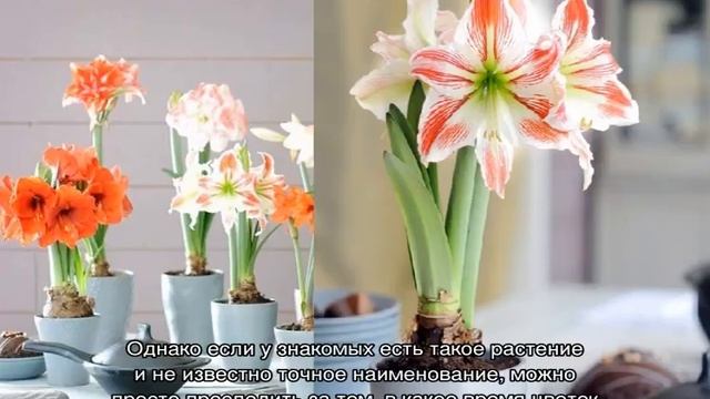 Амариллис и гиппеаструм — отличия, в чем разница смотреть онлайн