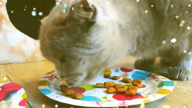 ДЕНЬ РОЖДЕНИЯ КОШКИ ЛИЗЫ ! Какой подарили торт, кого пригласили на праздник к кошечке смотреть онлайн