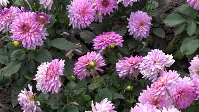 Dahlia DALINA MAXI ´Salinas´ смотреть онлайн
