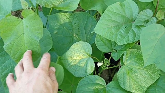 Аномалия, катальпа из семян зацвела через год. смотреть онлайн