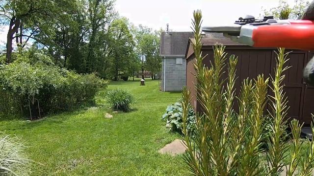 HOW TO: Trim Spruce and Pines смотреть онлайн