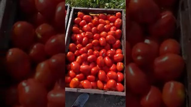 ЗОРЯ - ПЛЮС | Томат Сливка сорт 3402, лучшее качество смотреть онлайн