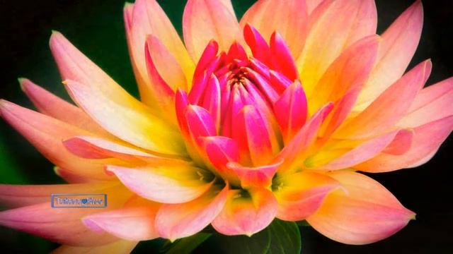 Sergei Trofanov - Boucles D'Or (Amazing Violin Music) смотреть онлайн