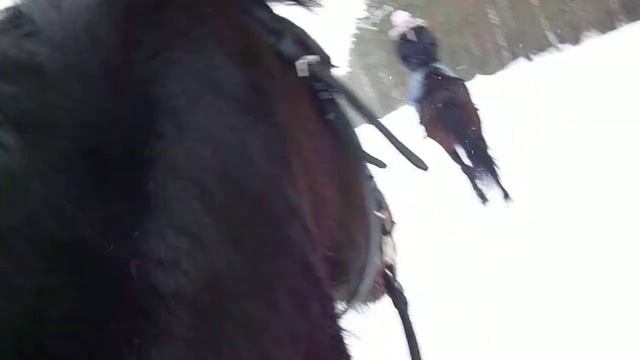 Шаг и рысь зимой на лошади смотреть онлайн