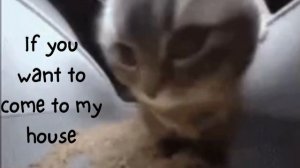 Chipi chipi chapa chapa (Full English Lyrics)