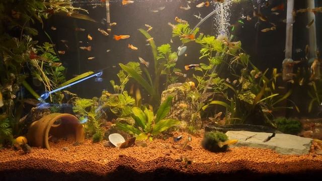 Seachem Flourish Advance Tecrübelerim смотреть онлайн