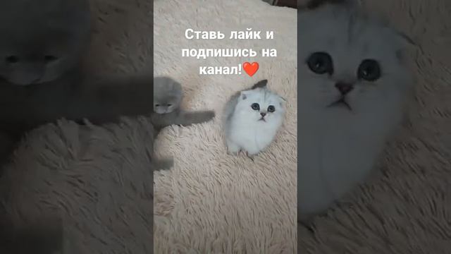 Если у тебя есть домашние животные поставь лайк и подпишись. #cats #catvideos #cat #cat смотреть онлайн