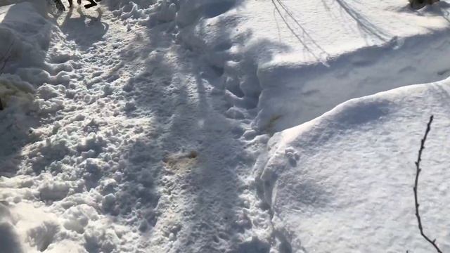 Как кормить щенка Питбуля сухим кормом смотреть онлайн