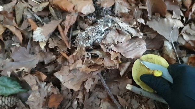 Холодно! Но грибы есть? смотреть онлайн