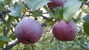 ☼Сорт яблок Спартан.