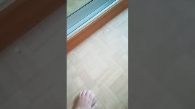 обычный день домашней кошки смотреть онлайн