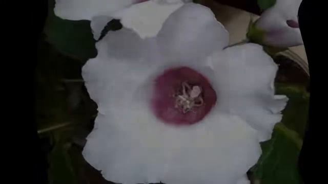 МОИ ГЛОКСИНИИ И САКСОФОН 12.07.2019 смотреть онлайн