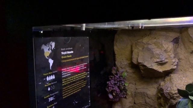 АНТАЛИЯ ОКЕАНАРИУМ. АКВАРИУМ. WILDPARK ANTALYA. AQUARIUM ANTALYA