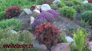 Обриета (аубреция) – кратко о выращивании