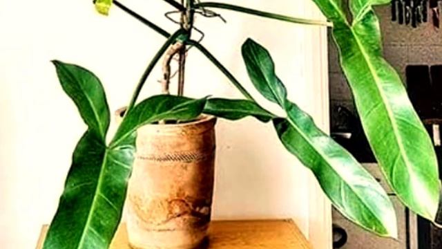 Philodendron Mexicanum Why It Is So Interesting