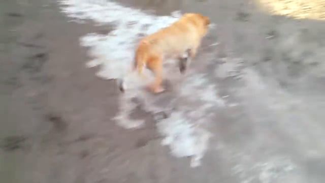 Собака с самыми большими яйцами!!! смотреть онлайн