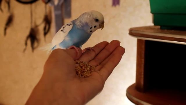 Соня волнистый попугай смотреть онлайн