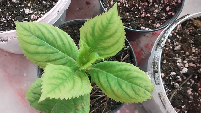 появился хлороз на гортензии. что я буду делать смотреть онлайн