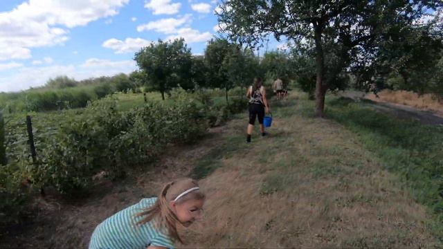 Решили собрать смородину в саду смотреть онлайн