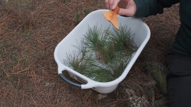 SAFFRON MILK CAP GUIDE (AKA LACTARIUS DELICIOSUS or PINE MUSHROOM) смотреть онлайн