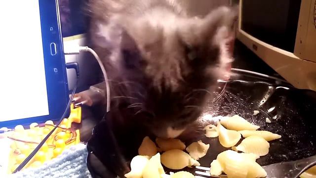 Маленький котенок Лютик ворует макароны. смотреть онлайн