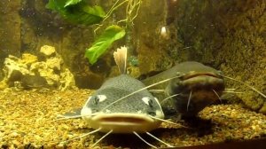 Бразильский краснохвостый сом vs Европейский сом.